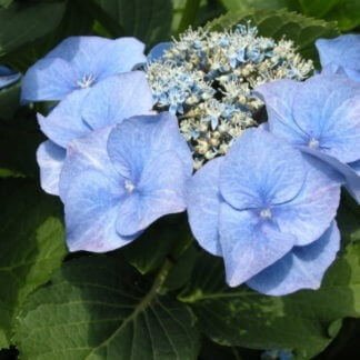 00-144 Hydrangea macrophylla 'Blue Meise'