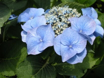 00-144 Hydrangea macrophylla 'Blue Meise'