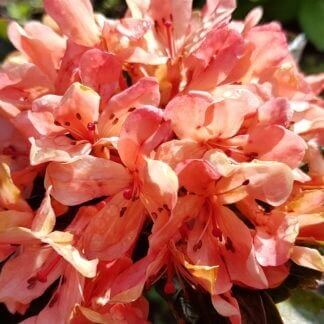 Rhododendron golden charm