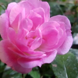 Rosa flower carpet Pink