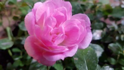 Rosa flower carpet Pink
