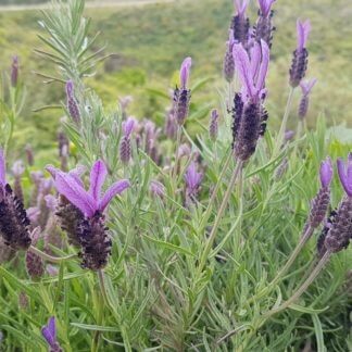 Lavender stoechas avonview
