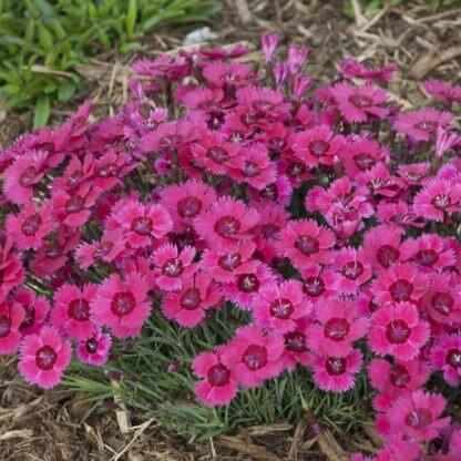 Dianthus ruby – Maryflower