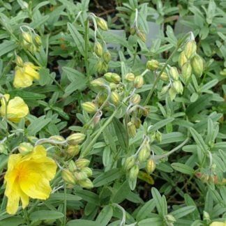 Helanthemum 'Jubilee'