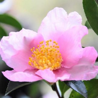 Camellia sasanqua plantation pink