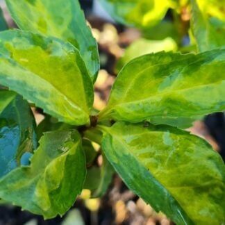 Forsythia variegata