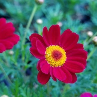 Argyranthemum 'Sassy Red'