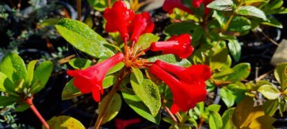 Rhododendron'Fire Mountain'