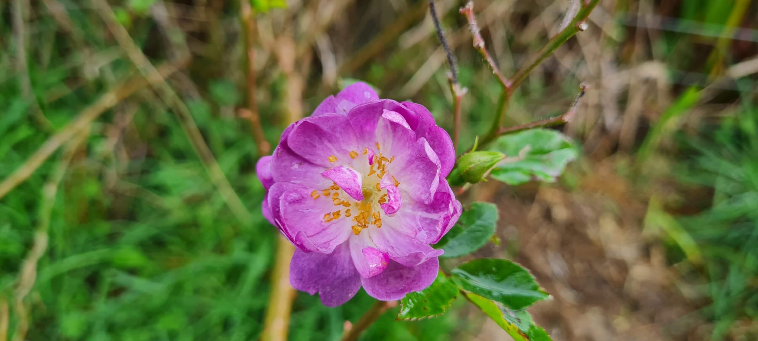 Rosa Veilchenblau 1