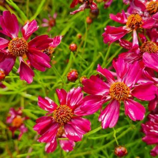 Coreopsis Strawberry Punch